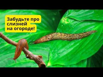 Как избавиться от слизней и муравьёв на огороде и в саду.