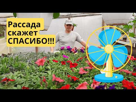 Вентилятор для рассады — защита от болезней и перепадов температуры. Вентилятор для рассады — защита от болезней и перепадов температуры.