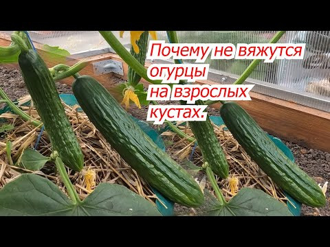 Что сделать, что бы огурцы хорошо завязывались и не отпадали завязи. Что сделать, что бы огурцы хорошо завязывались и не отпадали завязи.