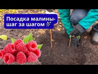 Осенняя посадка малины КУСТОВЫМ спсобом!