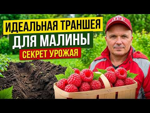 Малина: правильная траншея для хорошего старта