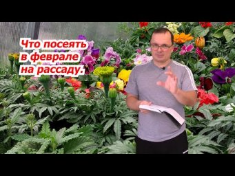 Что посеять на рассаду в феврале- только проверенные растения!