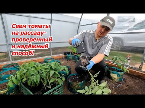 Самый простой и эффективный способ посева томатов на рассаду! Самый простой и эффективный способ посева томатов на рассаду!