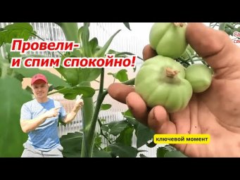 Подкормка томатов КАЛЬЦИЕМ, что бы на плодах не было вершинной гнили.