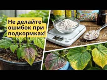 Как правильно проводить подкормки растений. Простая схема.