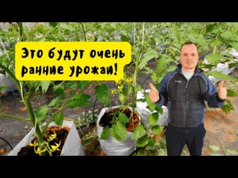 Готовим теплицу к самому раннему урожаю &mdash; важный этап!