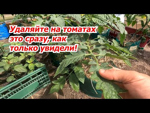 Уберите с куста томата всё "лишнее" и это сохранит вам урожай!