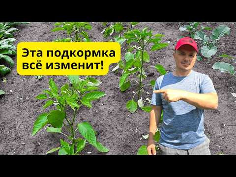 Сладкий перец после этой подкормки быстро трогается в рост! Сладкий перец после этой подкормки быстро трогается в рост!