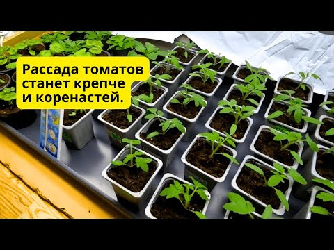 На рассаде томатов три-четыре настоящих листа- проводим важную подкормку! На рассаде томатов три-четыре настоящих листа- проводим важную подкормку!