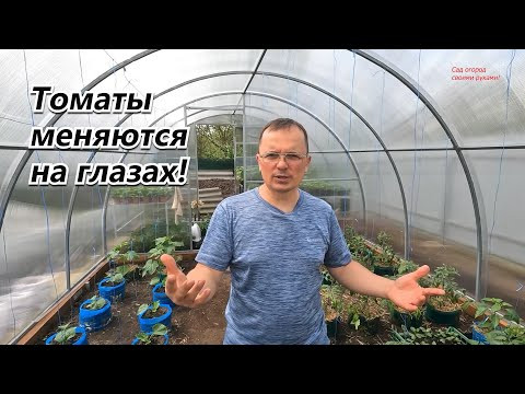 Листовая обработка томатов, которая меняет их на глазах!