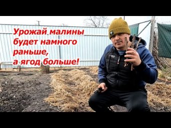 Первые весенние работы в малиннике- обрезаем кусты и убираем мульчу.