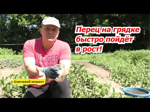 Плохо растёт сладкий перец после высадки на грядку? Решение проблемы. Плохо растёт сладкий перец после высадки на грядку? Решение проблемы.