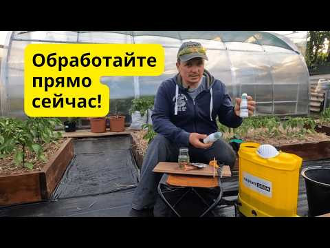 Не ждите первых пятен на листьях томатов! Обработайте их прямо сейчас! Не ждите первых пятен на листьях томатов! Обработайте их прямо сейчас!