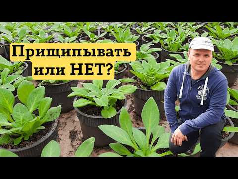 Петуния- простая прищипка для красивого и пышного кустика! Это очень просто! Петуния- простая прищипка для красивого и пышного кустика! Это очень просто!