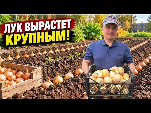 Лук под зиму: когда и как посадить, чтобы вырос крупным!