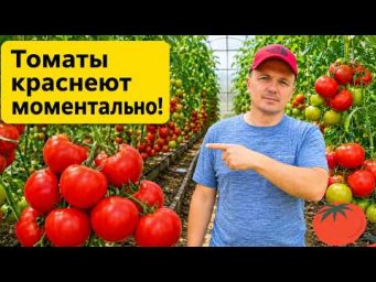 Как ускорить созревание томатов? Помидоры покраснеют быстрее и БЕЗ ХИМИИ!