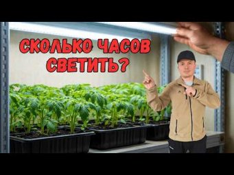 Правильное досвечивание рассады в комнате &mdash; точный режим