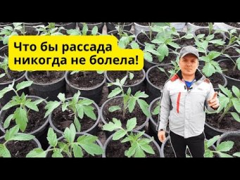 Два препарата, которые нужны для выращивания здоровой рассады.