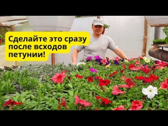 Сделайте это с петунией сразу после всходов и она вырастет очень красивой!