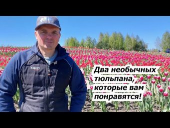 Два особенных вида тюльпанов, которые будем высаживать этой осенью.
