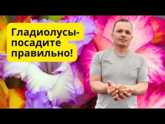 Гладиолусы будут цвести роскошно, если посадить их правильно