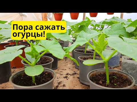 Высадка рассады огурцов в теплицу Когда и как правильно посадить огурцы Высадка рассады огурцов в теплицу Когда и как правильно посадить огурцы