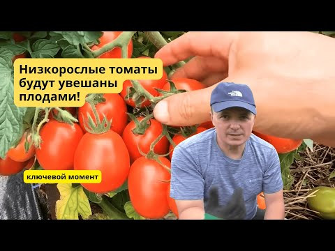 Подкормка низкорослых томатов во время цветения, что бы не сбрасывали цвет!