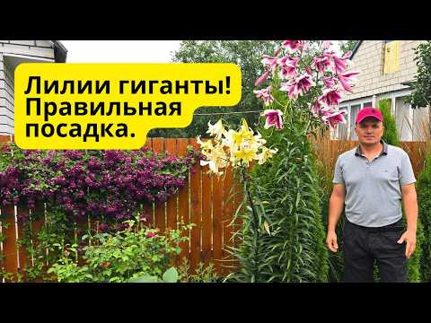 Лилии-гиганты: правильная весенняя посадка! Все тонкости шаг за шагом!