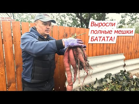 Урожай батата в мешках неожиданно удивил! Мы на такое не рассчитывали! Урожай батата в мешках неожиданно удивил! Мы на такое не рассчитывали!