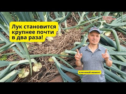 Финальная подкормка лука репчатого на укрупнение луковицы! Финальная подкормка лука репчатого на укрупнение луковицы!