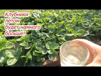 Подкормите клубнику осенью и весной удивитесь урожаю на ней!