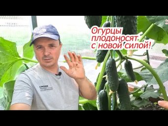 Огурцы начинают плодоносить с новой силой! Чем полить.