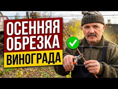 Как обрезать взрослый куст винограда осенью без ошибок