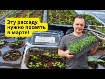 Что нужно обязательно посеять в МАРТЕ- наш проверенный список!