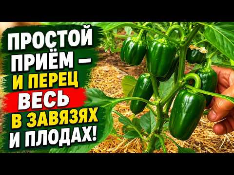 Простой приём &mdash; и перец весь в завязях и плодах!