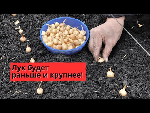 Осенняя посадка лука севка! Все тонкости.