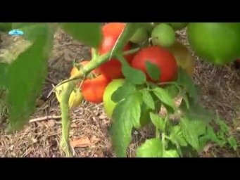 ВЫСОКОРОСЛЫЕ ТОМАТЫ. КАК УКРУПНИТЬ ПЛОДЫ БЕЗ ПОДКОРМО́К?
