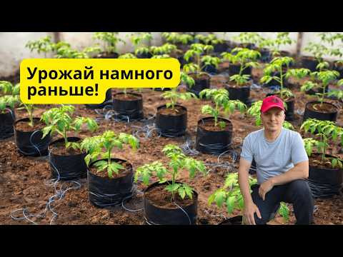 Высадка томатов в пакетах- проверенный, очень эффективный способ! Высадка томатов в пакетах- проверенный, очень эффективный способ!