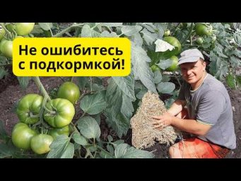 Посмотрите это видео ДО проведения любой подкормки томатов!