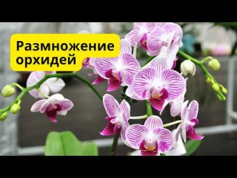 Как размножить орхидею- очень простой и эффективный способ!