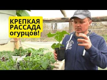 Рассада огурцов за 30 дней &mdash; как вырастить крепкие растения!