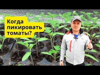 Точные признаки, что рассаду томатов пора пикировать!