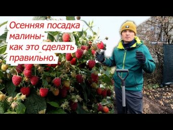 Осенняя посадка малины- что и как сделать, что бы получать хорошие урожаи.