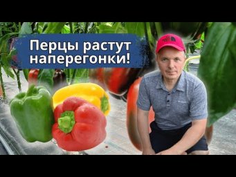 Перцы зреют быстрее, чем вы успеете заметить! Простой приём.