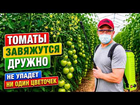 Помидоры и сладкий перец будут просто ломиться от урожая- всего одна обработка!