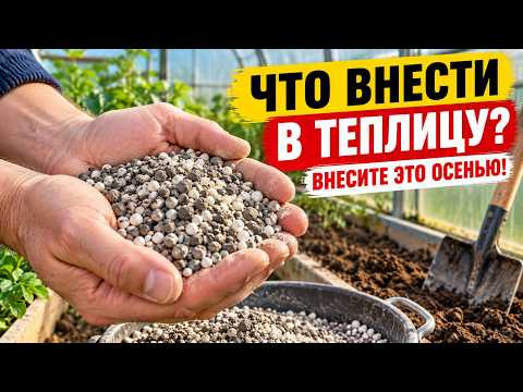 Что внести в теплицу осенью, чтобы в следующем году был урожай?