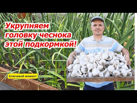 Хотите действительно крупный чеснок? Проведите эту подкормку!
