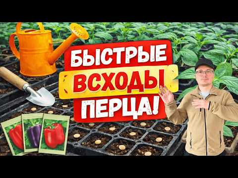 Сеем сладкий перец и баклажан &mdash; как получить дружные всходы за 5 дней.