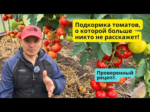 Хорошо забытая подкормка томатов: СТАРИКИ знают, молодые ищут! Хорошо забытая подкормка томатов: СТАРИКИ знают, молодые ищут!