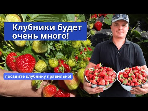 Осенняя посадка клубники: мой проверенный способ. Важные тонкости. Осенняя посадка клубники: мой проверенный способ. Важные тонкости.